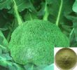  Broccoli Extract